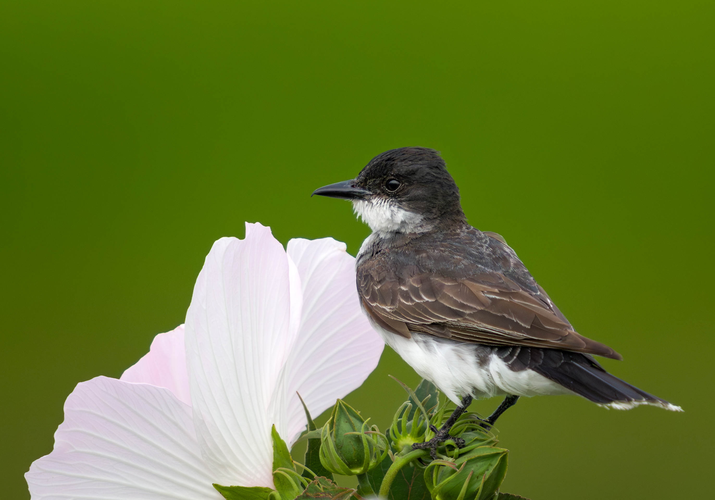 3rd PrizeOpen Nature In Class 3 By John Hoyt For Eastern Kingbird SEP-2024.jpg